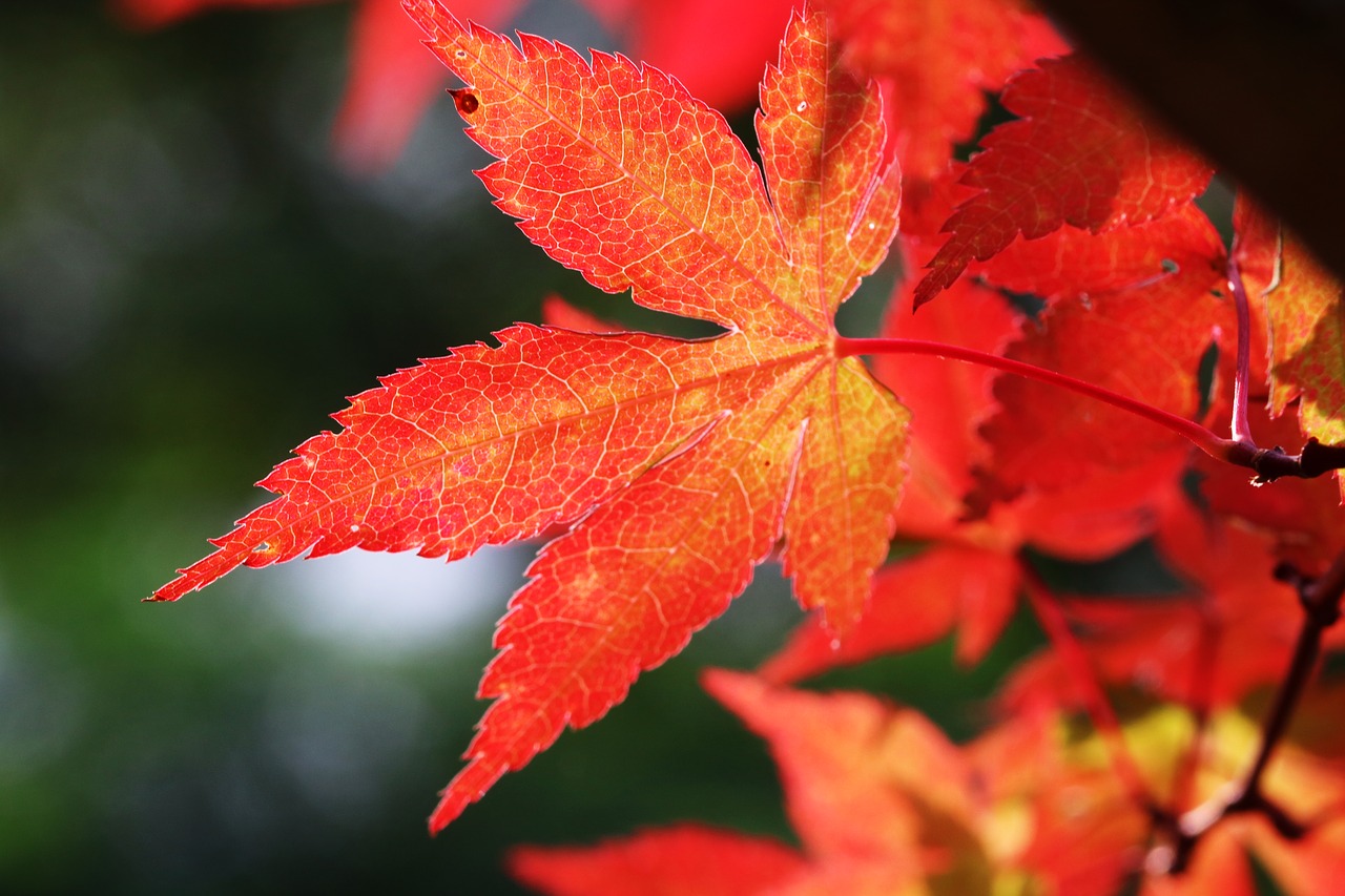 Rudens Lapai,  Maple,  Lapai,  Pobūdį,  Lapų,  Ruduo,  Spalva,  Raudona,  Augalai,  Korėjos Respublika