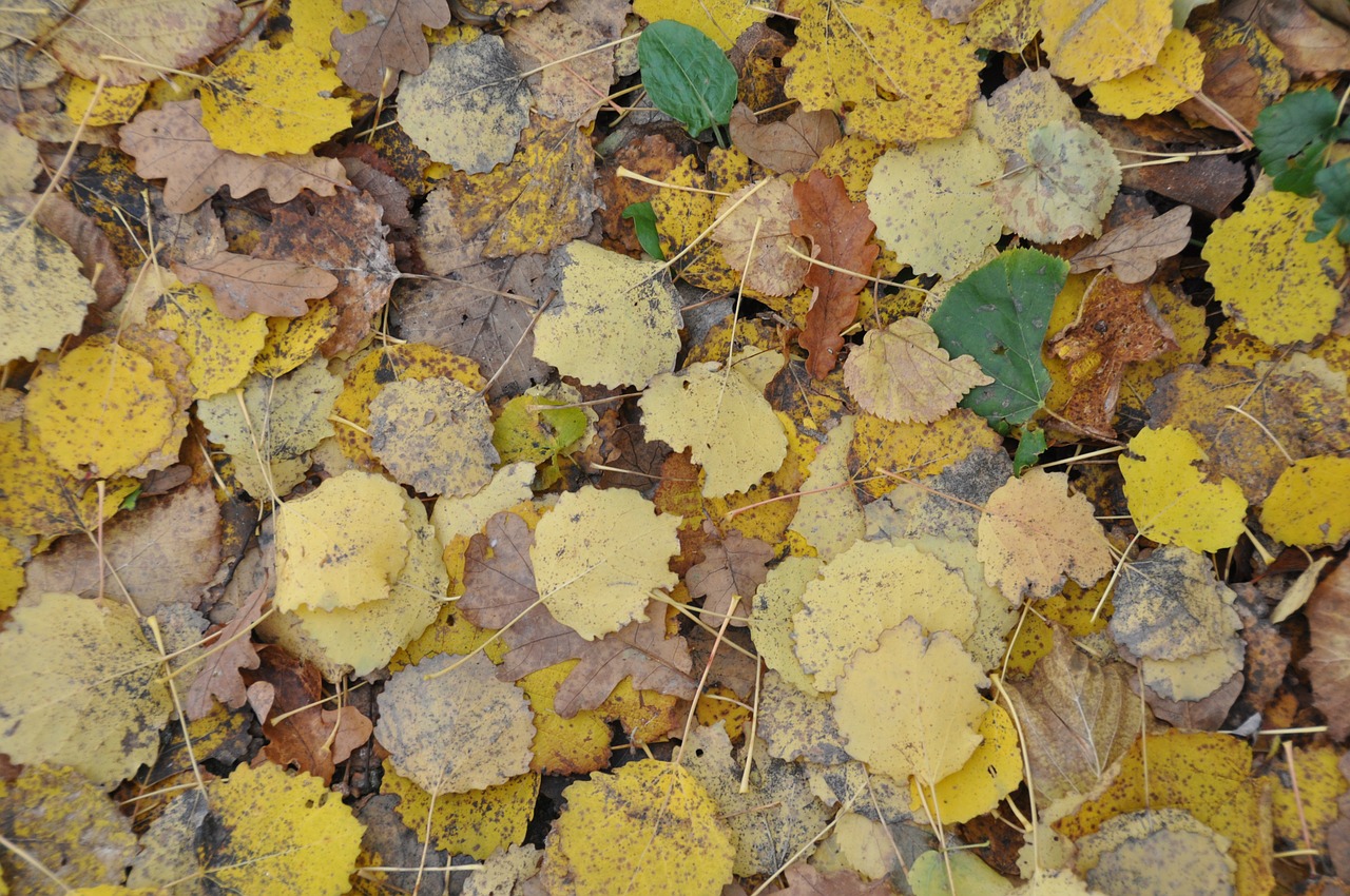 Rudens Lapai, Ruduo, Lapai, Nukritę Lapai, Nemokamos Nuotraukos,  Nemokama Licenzija