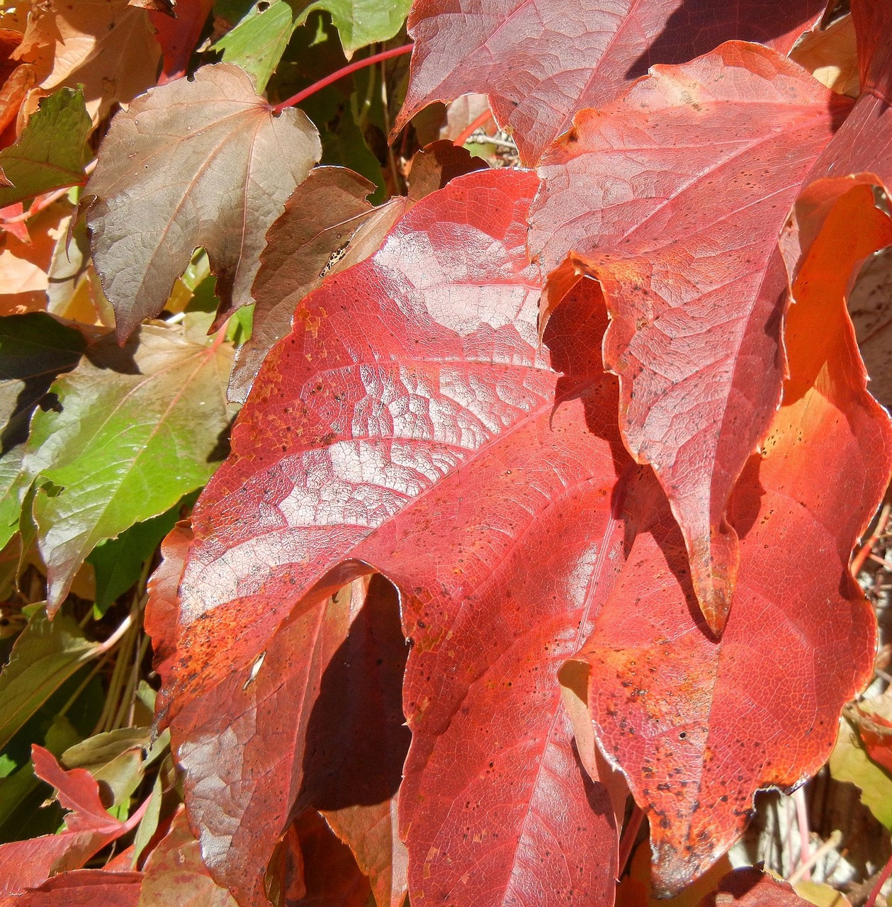 Rudens Lapai, Spalvinga, Kanada, Nemokamos Nuotraukos,  Nemokama Licenzija