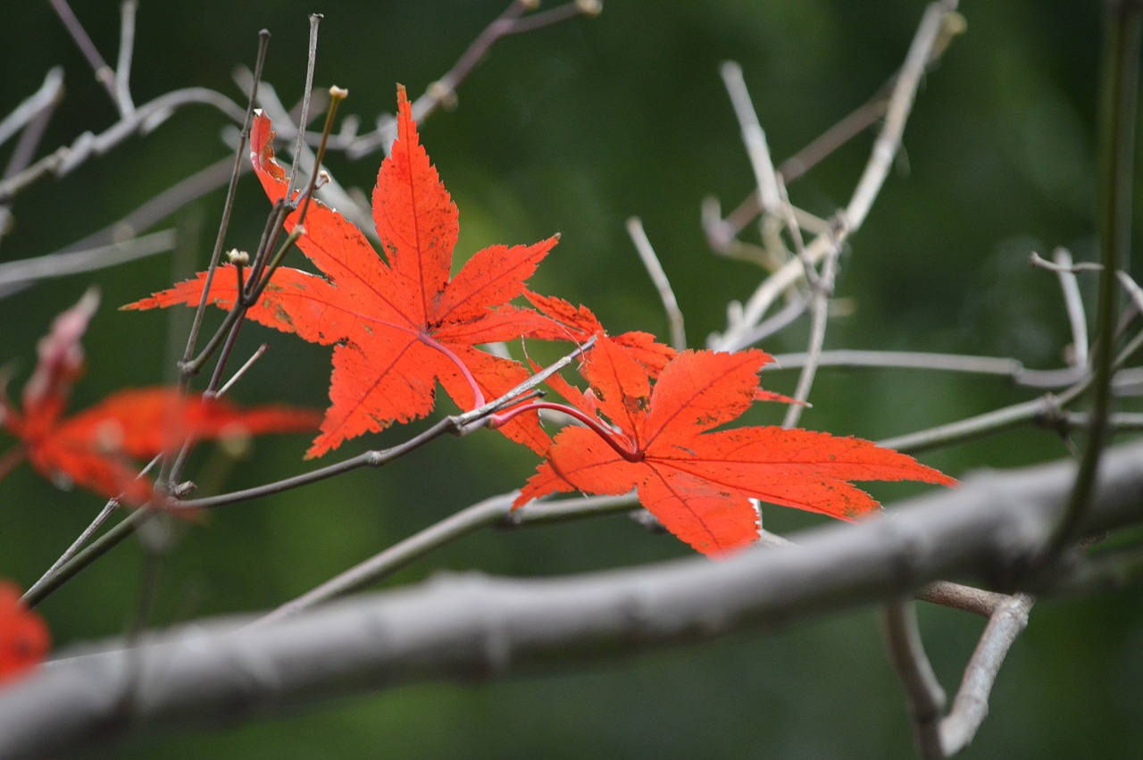 Rudens Lapai, Raudona Spalva, Medis, Nemokamos Nuotraukos,  Nemokama Licenzija