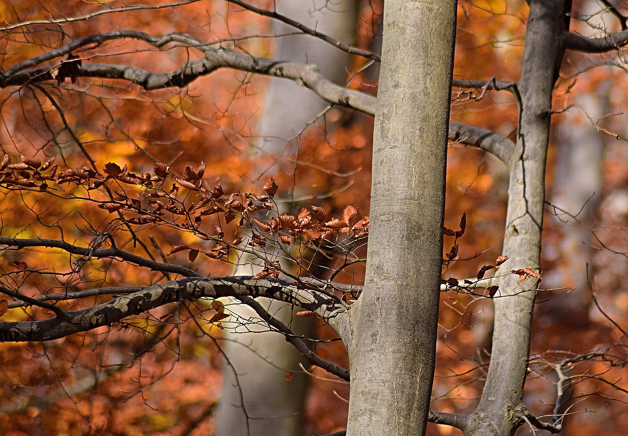 Rudens Nuotaika, Lapai, Atsiras, Miškas, Medis, Spalio Mėn, Kritimo Lapija, Nemokamos Nuotraukos,  Nemokama Licenzija