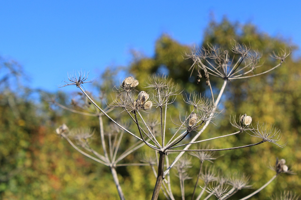 Rudens Nuotaika, Augalas, Žalias, Gamta, Uždaryti, Ruduo, Rudens Spalvos, Nemokamos Nuotraukos,  Nemokama Licenzija