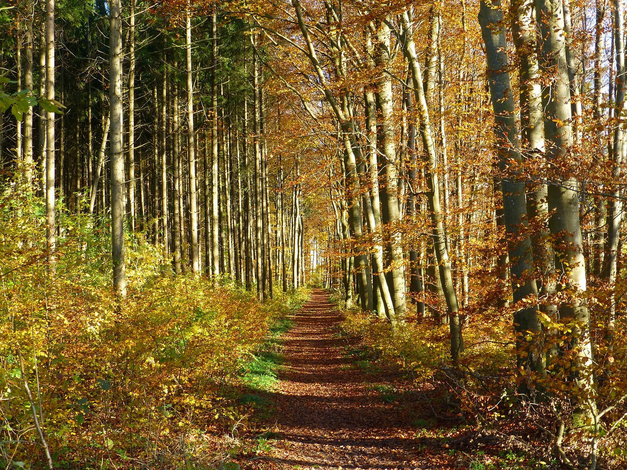 Rudens Nuotaika, Miško Takas, Vaikščioti, Spalvoti Lapai, Nemokamos Nuotraukos,  Nemokama Licenzija