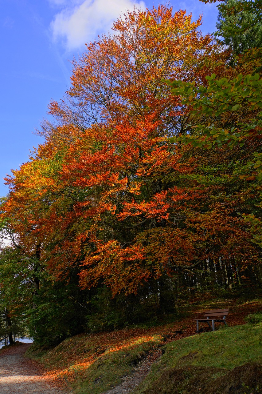 Rudens Nuotaika, Medis, Aukso Ruduo, Kritimo Spalva, Spalio Mėn, Ruduo, Atsipalaidavimas, Bankas, Spalvinga, Atsigavimas