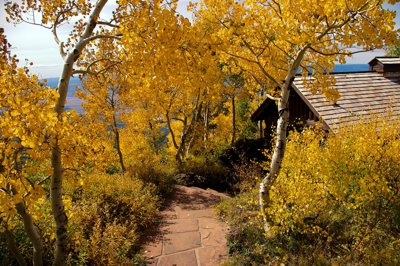 Rudenį Čia Didžiosios Mesa,  Geltona,  Golden,  Aspen,  Ruduo,  Miškas,  Medžiai,  Sezonas,  Lapai,  Kolorado