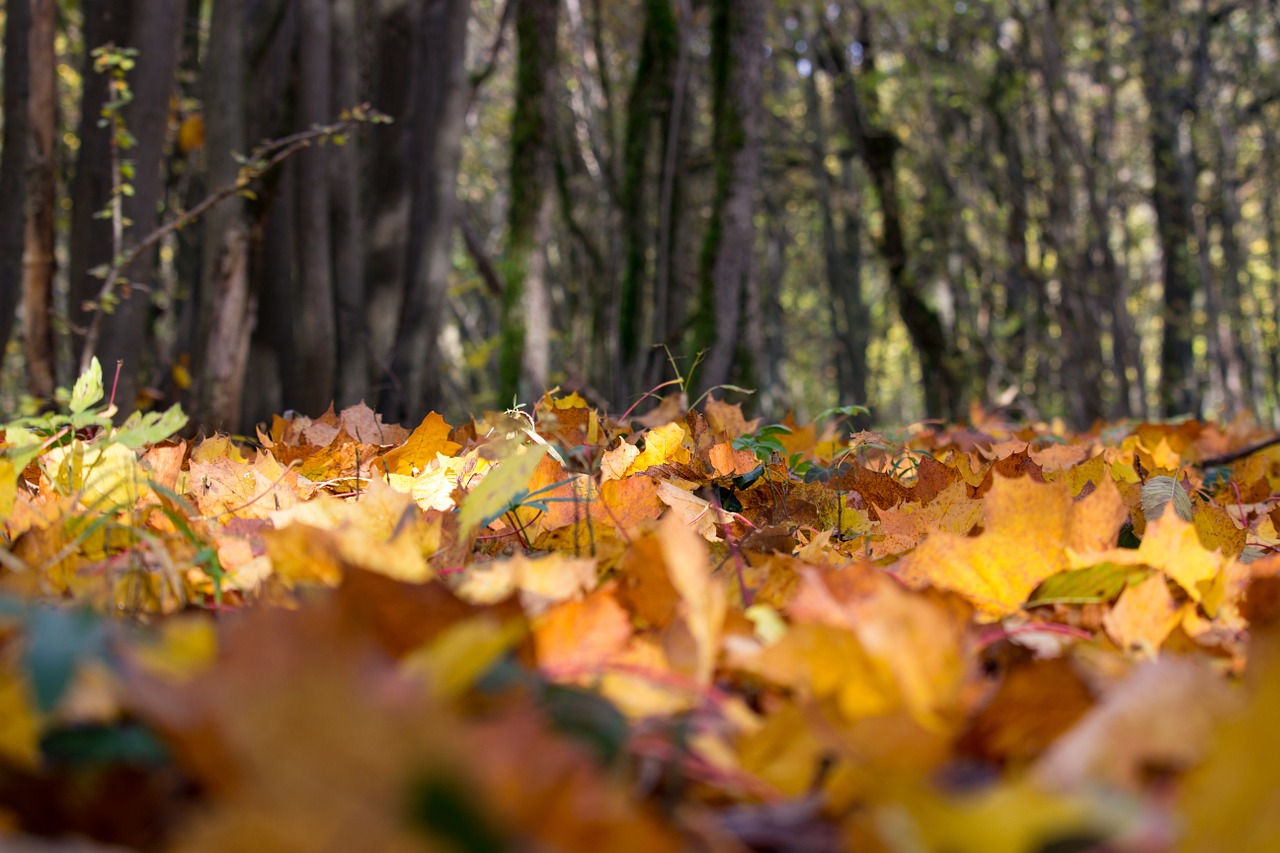 Rudens Bėgimas, Lapai, Ruduo, Spalva, Nemokamos Nuotraukos,  Nemokama Licenzija