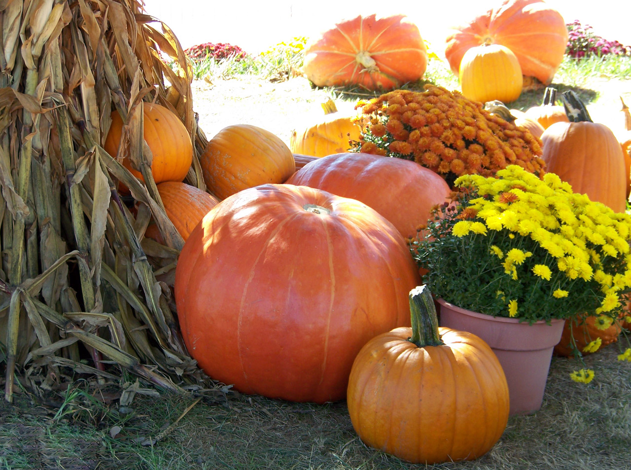 Moliūgai,  Ruduo,  Kritimas,  Halloween,  Kukurūzai,  Stiebai,  Gėlės,  Rudens Scenos, Nemokamos Nuotraukos,  Nemokama Licenzija