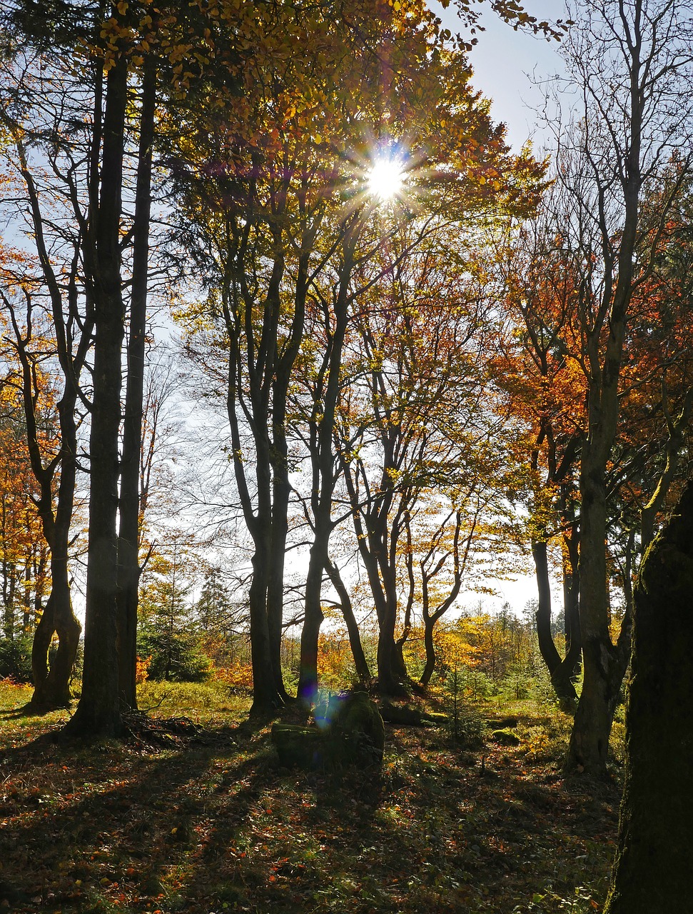 Rudens Saulė, Auksinis Spalio Mėn ., Miškas, Rudens Miškas, Highlands, Sauerland, Ruduo, Aukso Ruduo, Gamta, Kritimo Lapija