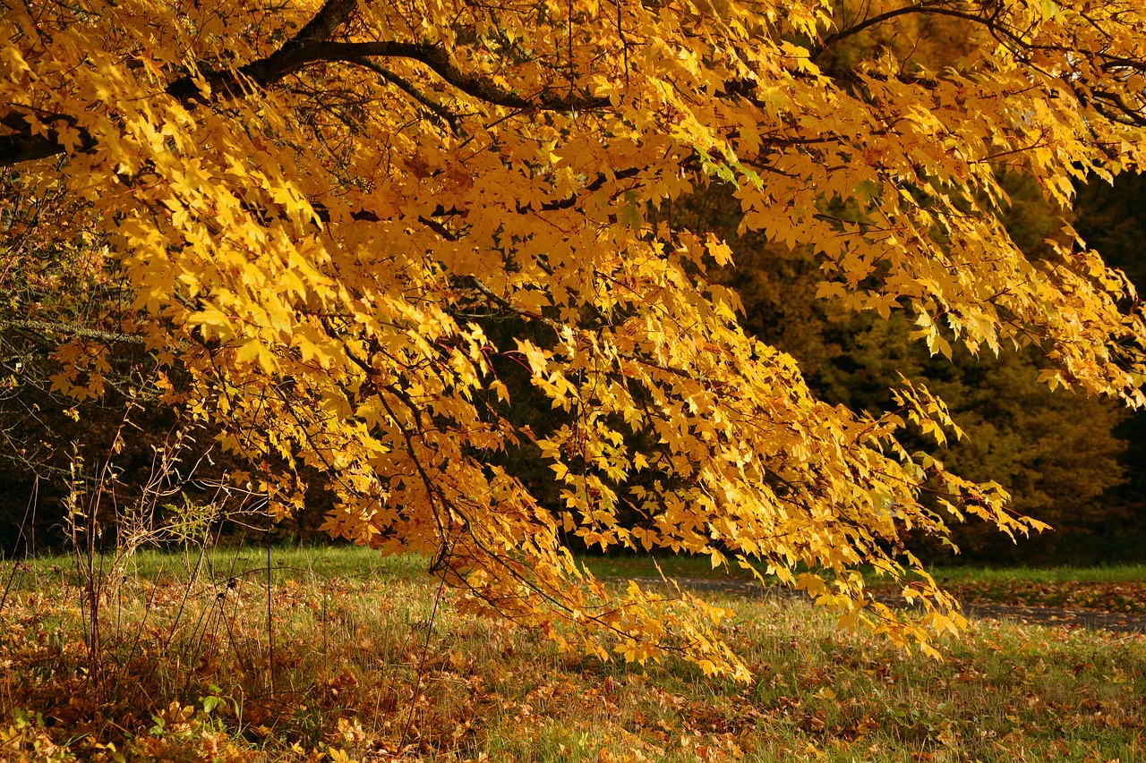 Rudens Medis, Atsiras, Ruduo, Farbenpracht, Kritimo Spalva, Auksinis, Lapuočių Medis, Auksinis Spalio Mėn ., Aukso Ruduo, Kritimo Lapija