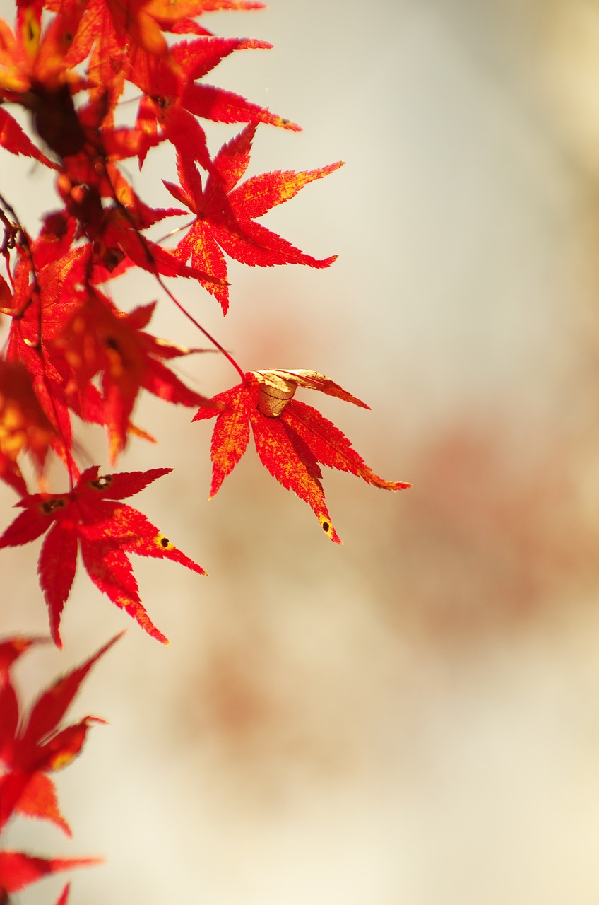 Rudens Lapai, Klevas, Ruduo, Miškai, Arboretum, Klevai, Mediena, Raudona, Klevo Lapas, Kraštovaizdis