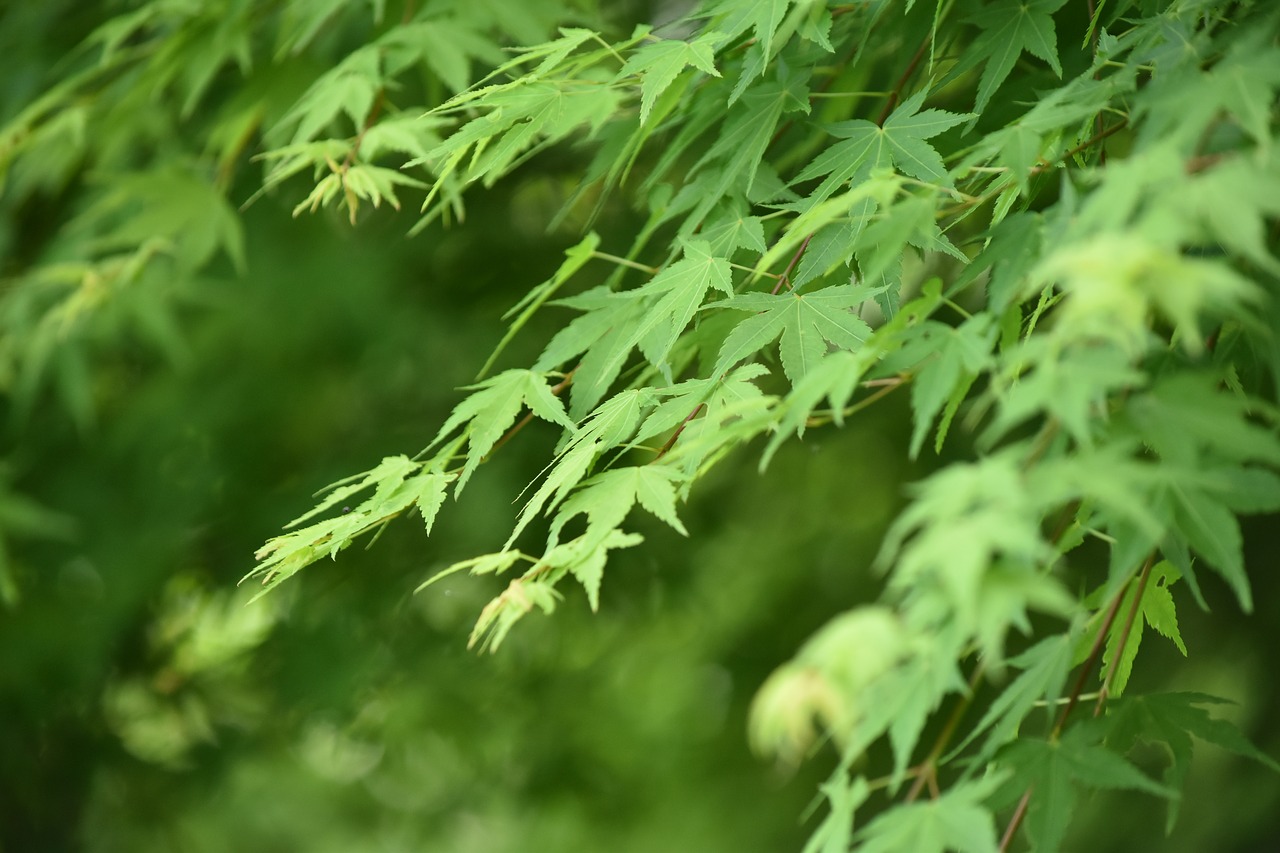 Rudens Lapai, Žalias, Vasara, Nemokamos Nuotraukos,  Nemokama Licenzija