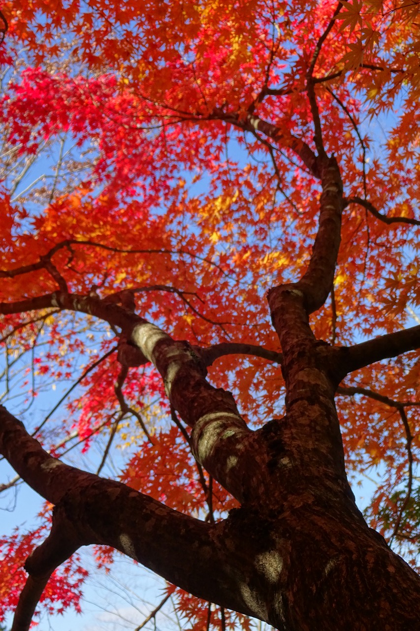 Rudens Lapai, Raudoni Lapai, Lapuočių Medžiai, Arboretum, Gyvas, Spalva, Ruduo, Vėlyvas Ruduo, Rudens Spalvos, Mėlynas Dangus