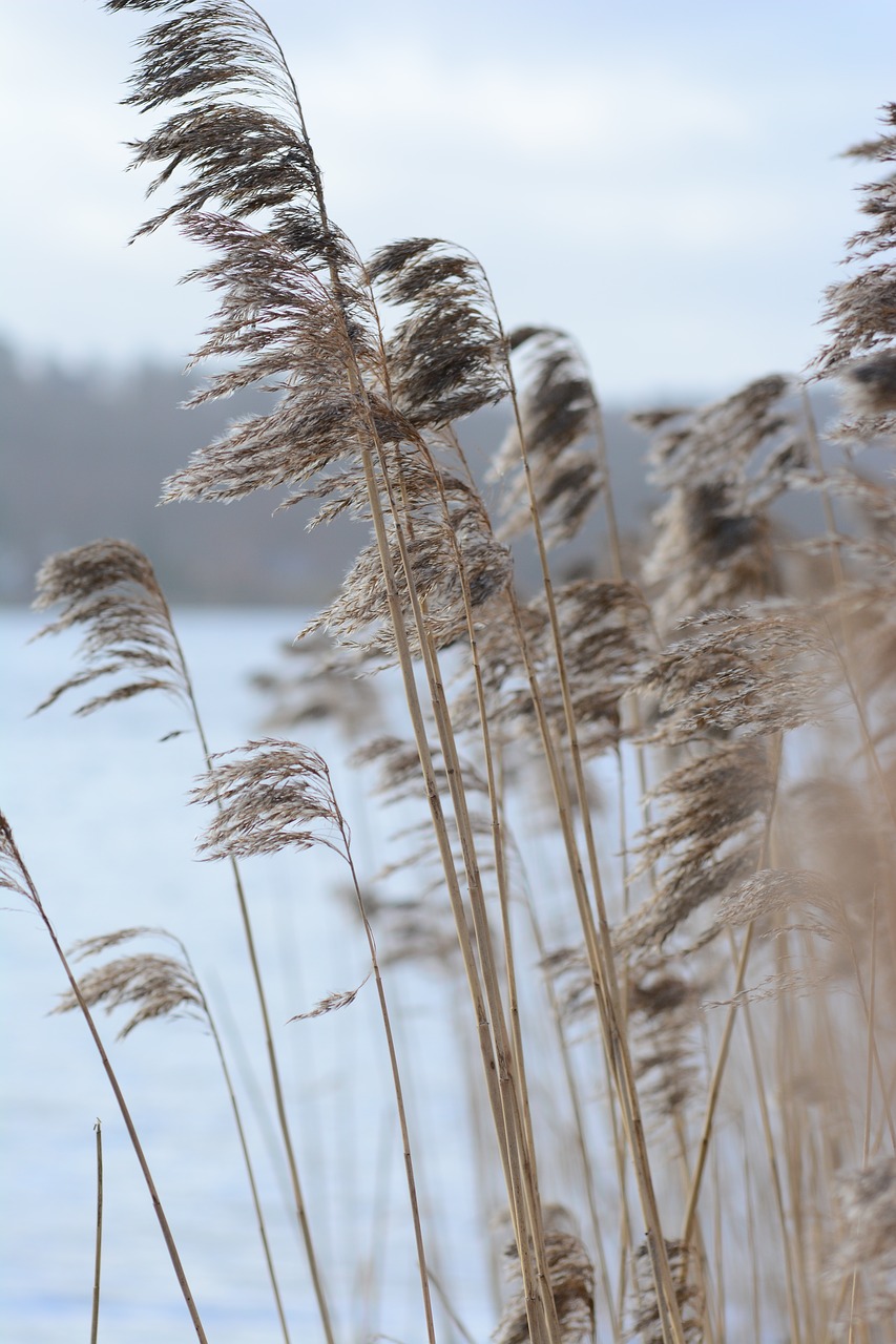 Autumnalis, Fonas, Baltiškas, Papludimys, Pakrantė, E Diena, Kopos, Aplinka, Pėsčiųjų Takas, Žolė