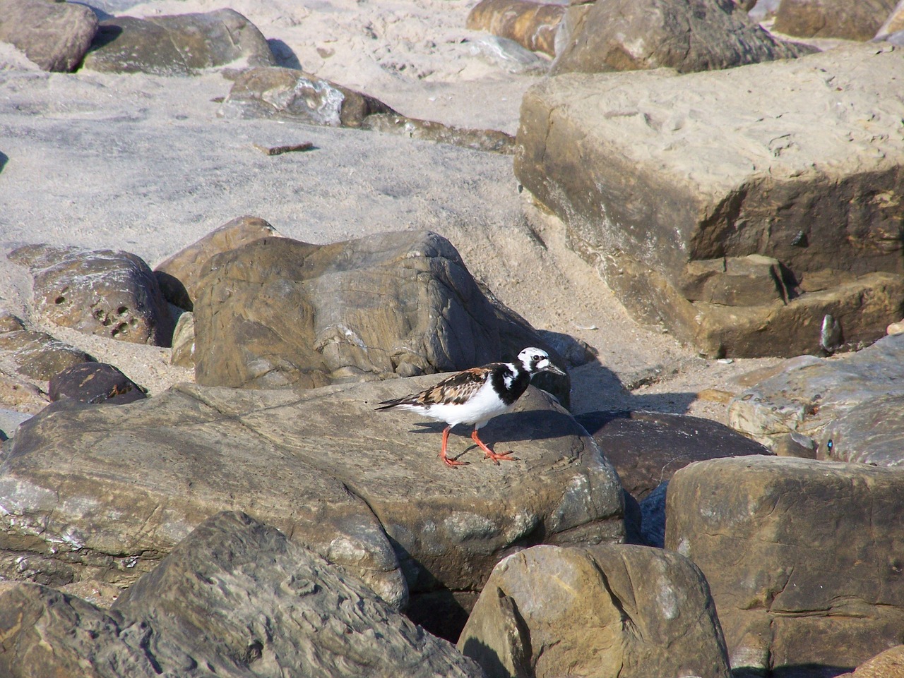 Ave, Rokas, Smėlis, Papludimys, Turnstone, Botero Paplūdimys, Barbatas, Nemokamos Nuotraukos,  Nemokama Licenzija