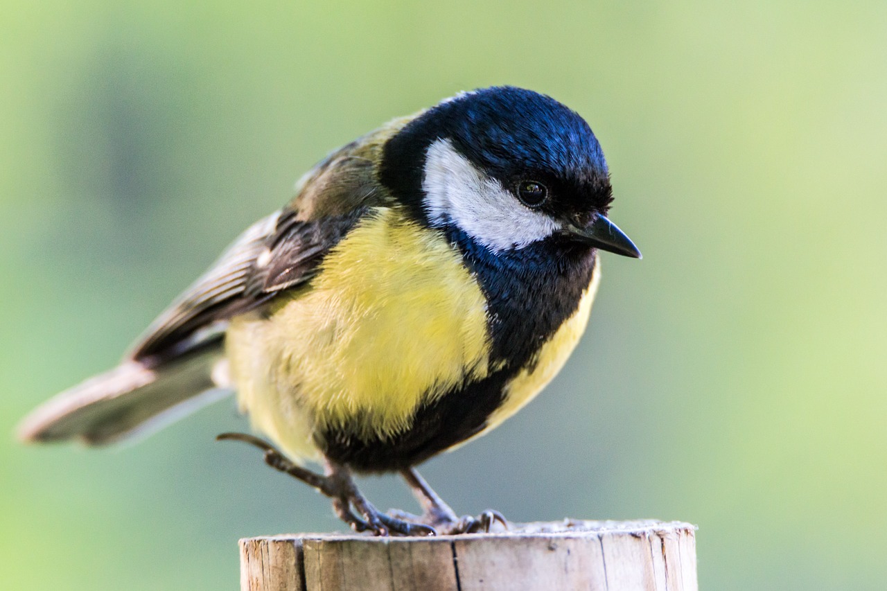 Ave, Paukštis, Chickadee, Gyvūnai, Fauna, Gamta, Gyvūnas, Sparnai, Įžūlus, Be Nieko