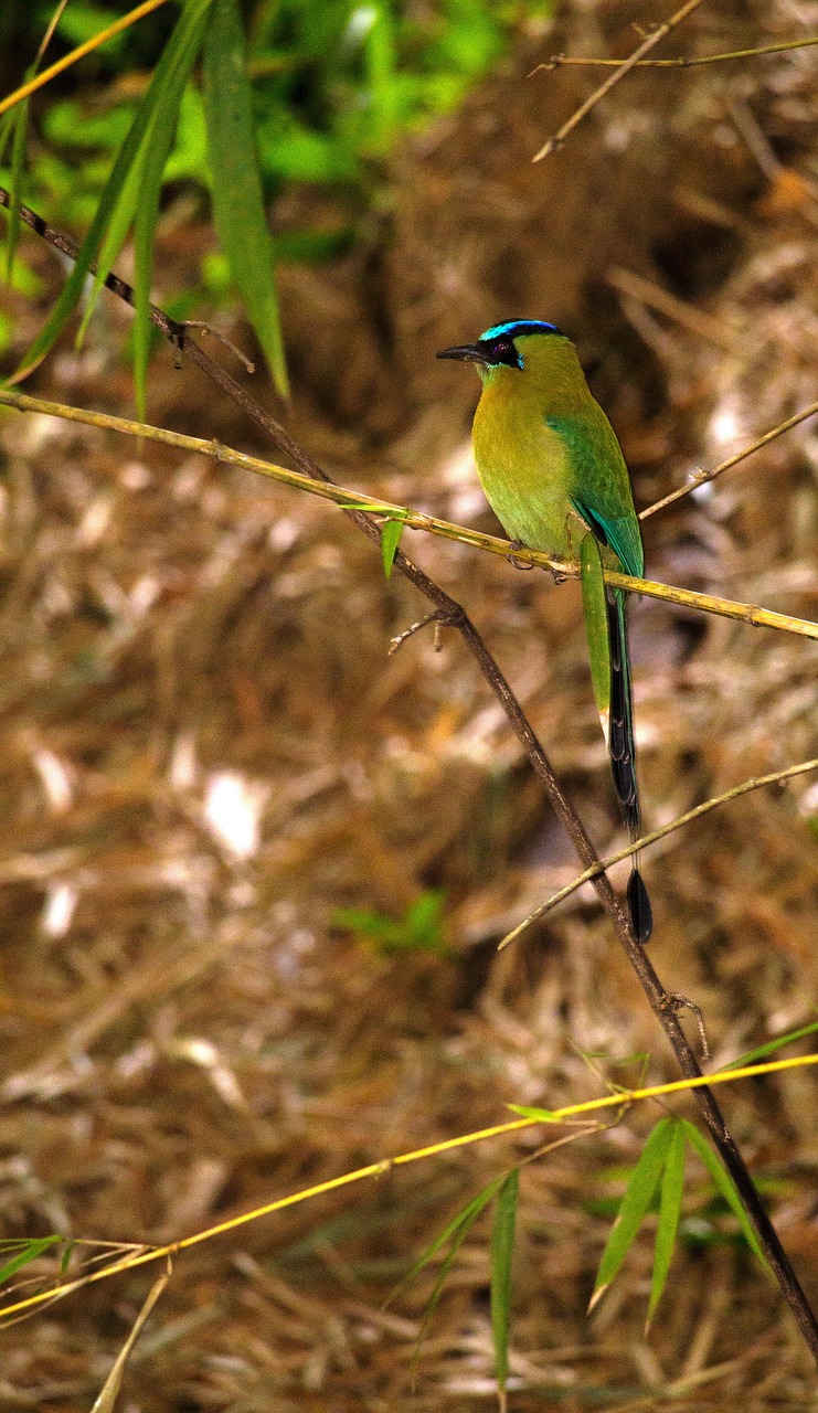 Ave, Paukštis, Torogozas, Gyvūnai, Paukščiai, Plunksnos, Fauna, Gamta, Nemokamos Nuotraukos,  Nemokama Licenzija