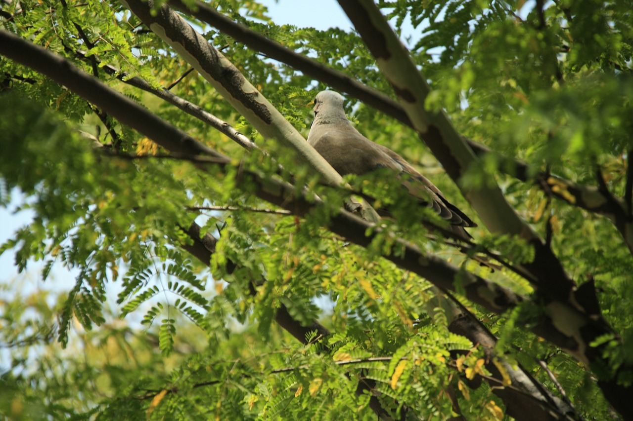 Ave, Turtledove, Gamta, Natūralus, Kraštovaizdis, Filialas, Nemokamos Nuotraukos,  Nemokama Licenzija