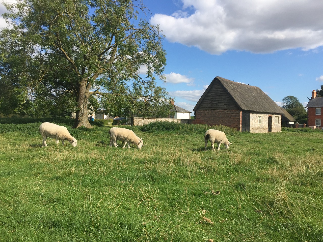 Avebury, Avebury Akmenys, Avys, Akmuo, Wiltshire, Paveldas, Paminklas, Orientyras, Kraštovaizdis, Neolitas