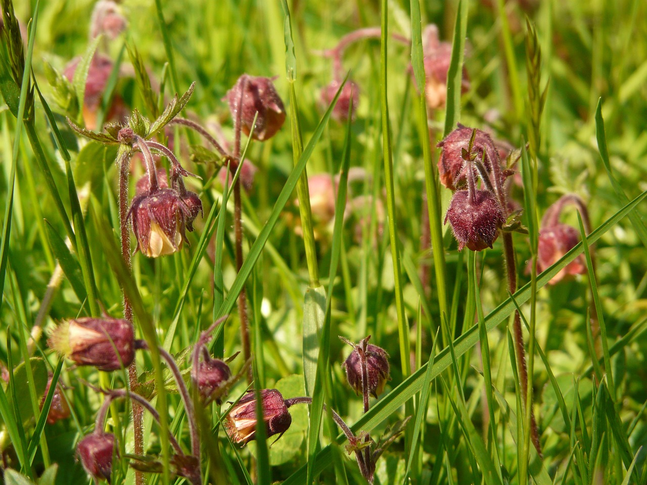 Avens, Aštraus Gėlė, Žiedas, Žydėti, Raudona, Violetinė, Violetinė, Blutstroepferl, Benediktwurz, Blusterroepfle