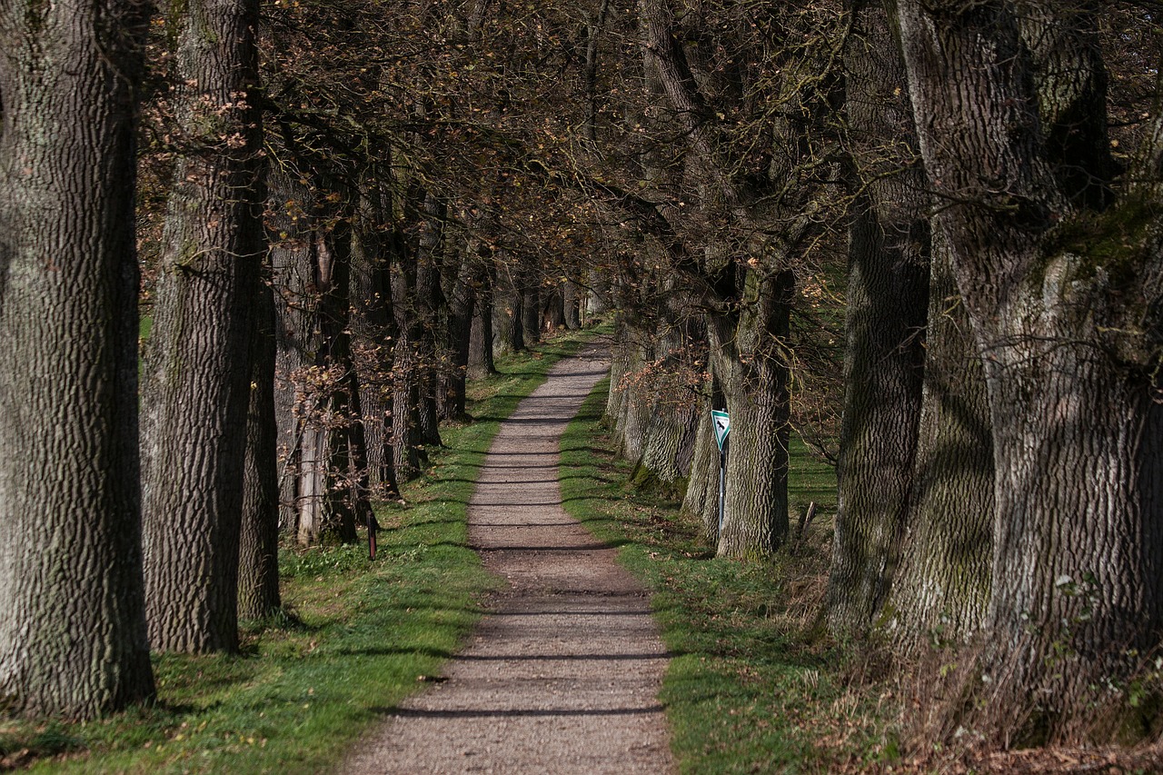 Alėja, Iš Abiejų Pusių, Medžių Ribotas, Toli, Šaligatvis, Ąžuolo, Seni Ąžuolai, Idilija, Harmoningas, Šešėlis