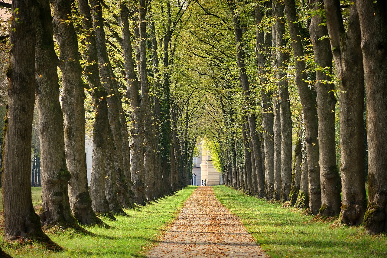 Alėja, Toli, Chiemsee, Vaikščioti, Medžio Pamušalas, Gamta, Medžiai, Kraštovaizdis, Žygiai, Promenada