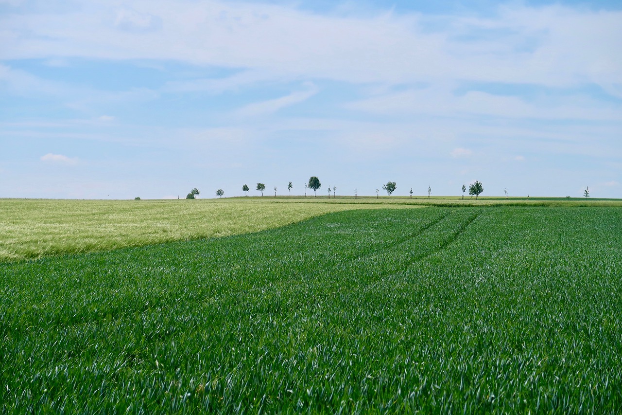 Avenue,  Niva,  Medžiai,  Laukas,  Žemdirbystė,  Pavasaris,  Dangus,  Grūdai,  Ariama, Nemokamos Nuotraukos