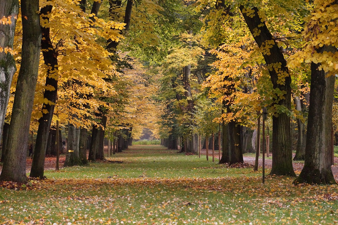 Avenue,  Medis,  Toli,  Medis Liniuotas Avenue,  Nuotaika,  Miškas,  Žygiai,  Farbenpracht,  Mistinis,  Miško Kelias