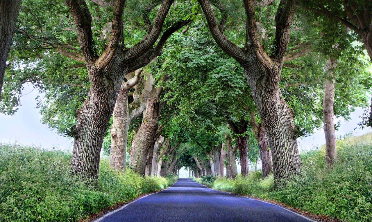 Avenue,  Rügen,  Medžiai,  Kelių,  Baltijos Jūra,  Miškas,  Lapų Stogo,  Asfalto,  Pobūdį,  Simetrija