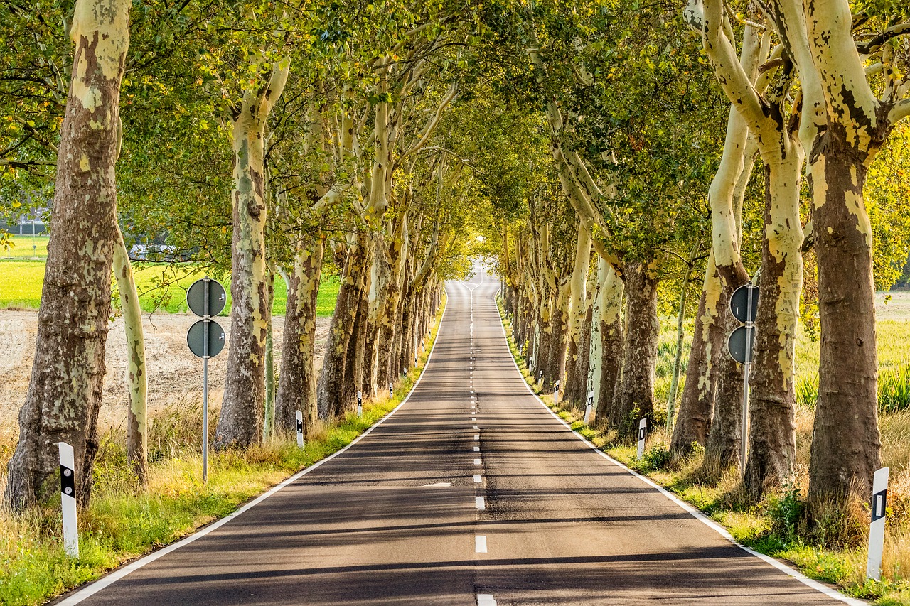 Avenue,  Kelių,  Kraštovaizdis,  Medžiai,  Pobūdį,  Medis Liniuotas Avenue,  Lapų Stogo,  Šešėlis,  Vokietija, Nemokamos Nuotraukos