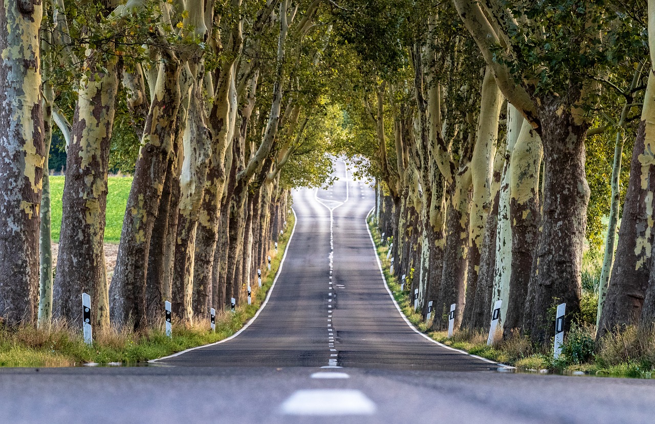 Avenue,  Medžiai,  Pobūdį,  Kraštovaizdis,  Toli,  Medis Liniuotas Avenue,  Kelias, Nemokamos Nuotraukos,  Nemokama Licenzija