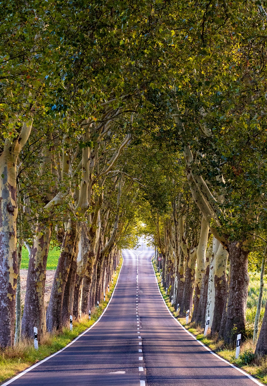 Avenue,  Medžiai,  Pobūdį,  Kraštovaizdis,  Toli,  Medis Liniuotas Avenue,  Kelias, Nemokamos Nuotraukos,  Nemokama Licenzija