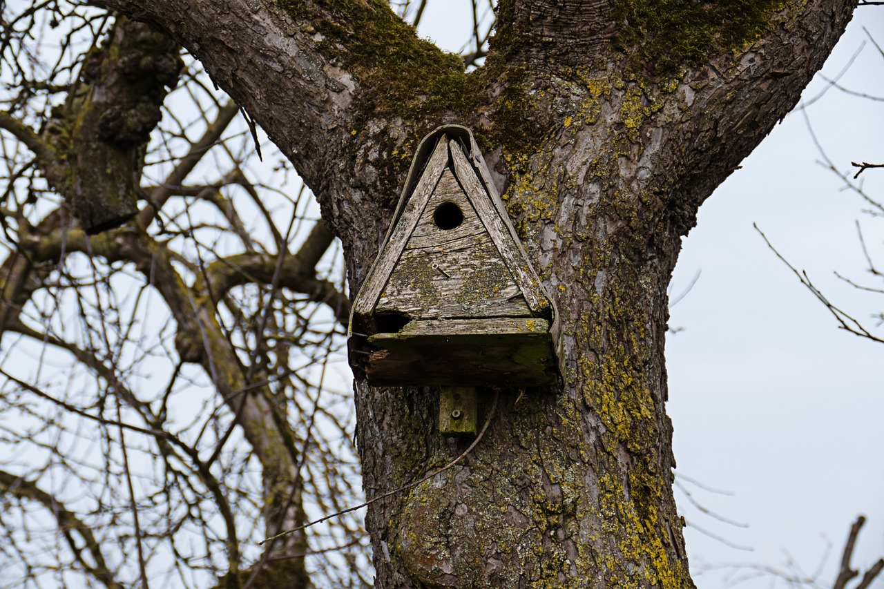 Aviary, Lizdų Vieta, Paukščių Maitintojas, Medis, Lizdas, Lizdų Pagalba, Inkubatorių, Prieglobstis, Nemokamos Nuotraukos,  Nemokama Licenzija