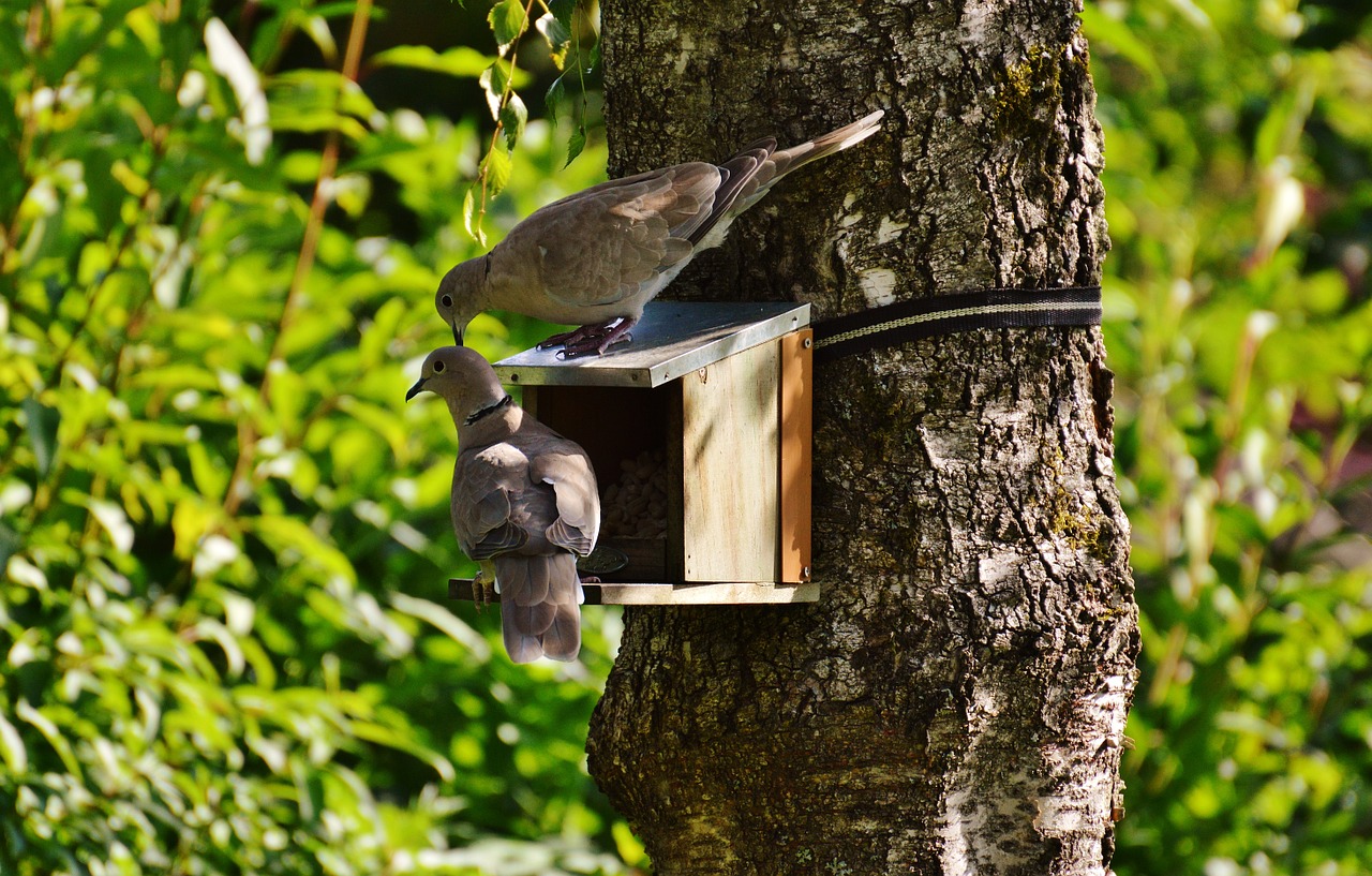 Aviary, Balandžiai, Paukščiai, Plunksna, Skristi, Maistas, Maitinimas, Paukštis, Valgyti, Miesto Balandžiai