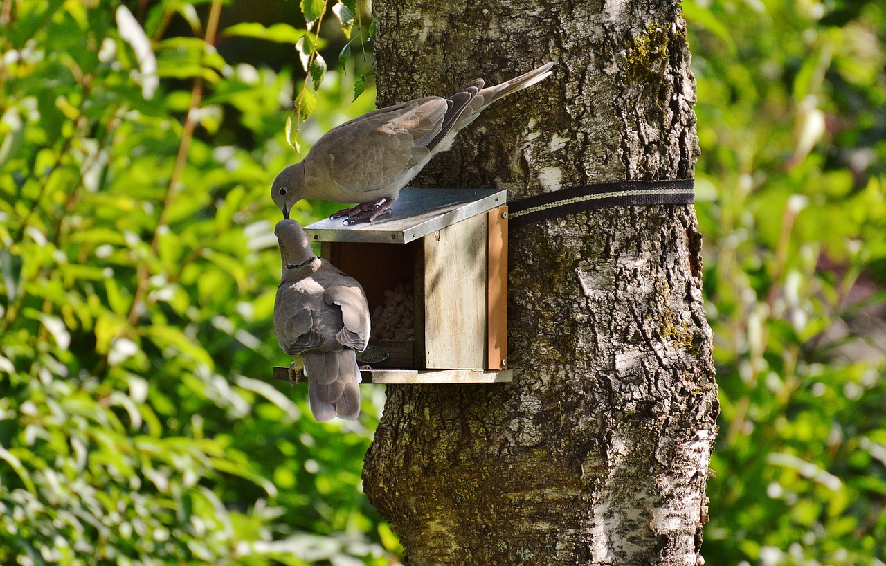 Aviary, Balandžiai, Paukščiai, Plunksna, Skristi, Maistas, Maitinimas, Paukštis, Valgyti, Miesto Balandžiai