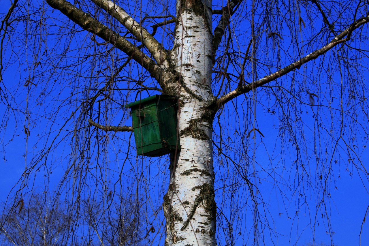 Aviary, Medis, Beržas, Paukščių Maitintojas, Dangus, Mėlynas, Azur, Estetinis, Filialai, Ruduo