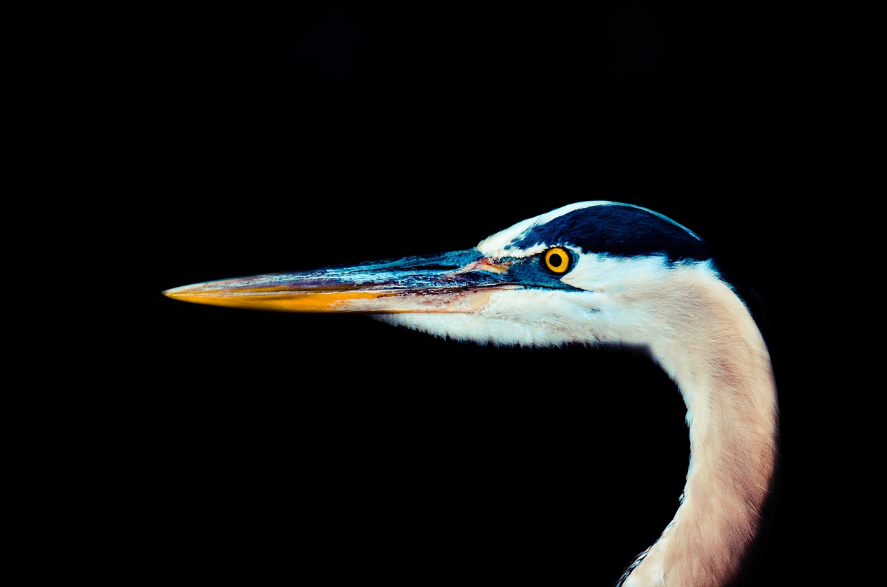 Aviary, Paukštis, Sąskaitą, Snapas, Kaklas, Gyvūnas, Naminis Gyvūnėlis, Laukiniai, Laukinė Gamta, Gamta