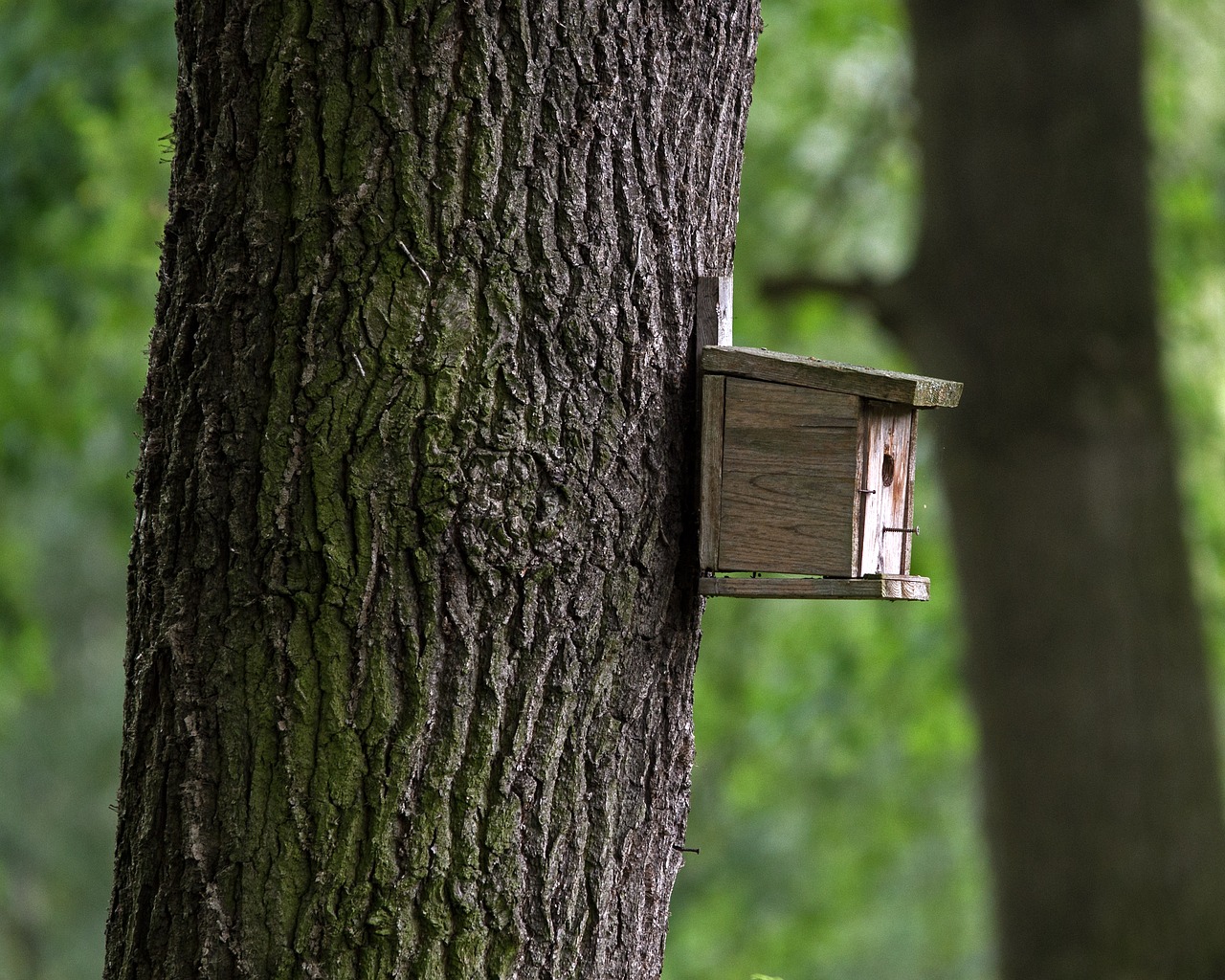 Aviary, Mediena, Medis, Gamta, Gentis, Žievė, Nemokamos Nuotraukos,  Nemokama Licenzija