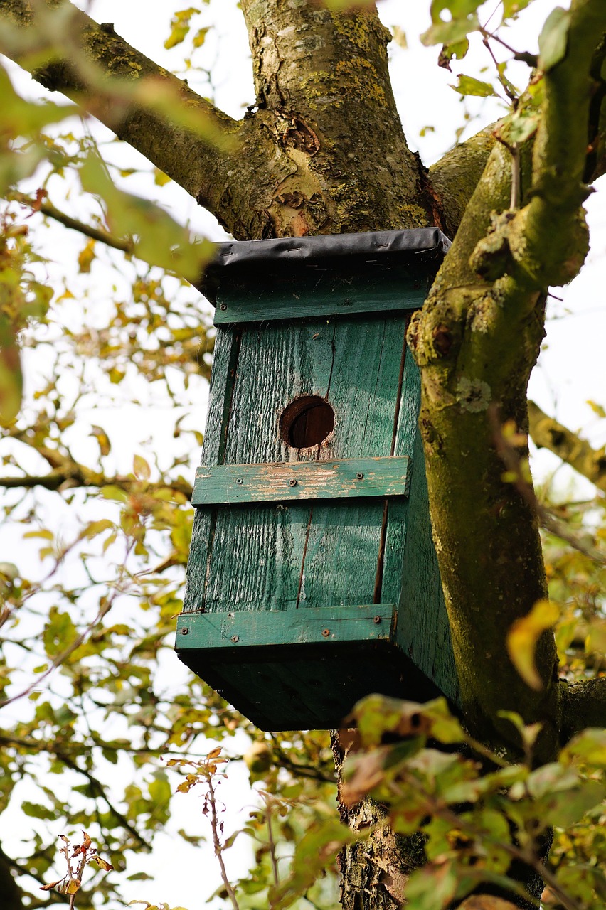 Aviary, Lizdų Vieta, Medis, Estetinis, Filialai, Paukščių Maitintojas, Žalias, Mediena, Nemokamos Nuotraukos,  Nemokama Licenzija