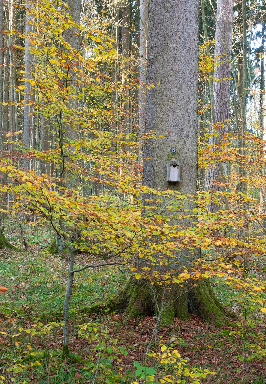 Aviary, Medis, Žurnalas, Lizdas, Ruduo, Miškas, Lapai, Saulė, Atgal Šviesa, Gamta