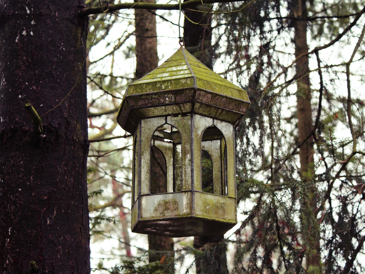 Aviary, Medis, Gamta, Miškas, Lizdas, Lizdų Vieta, Veislė, Gyvūnų Gerovė, Inkubatorių, Žievė