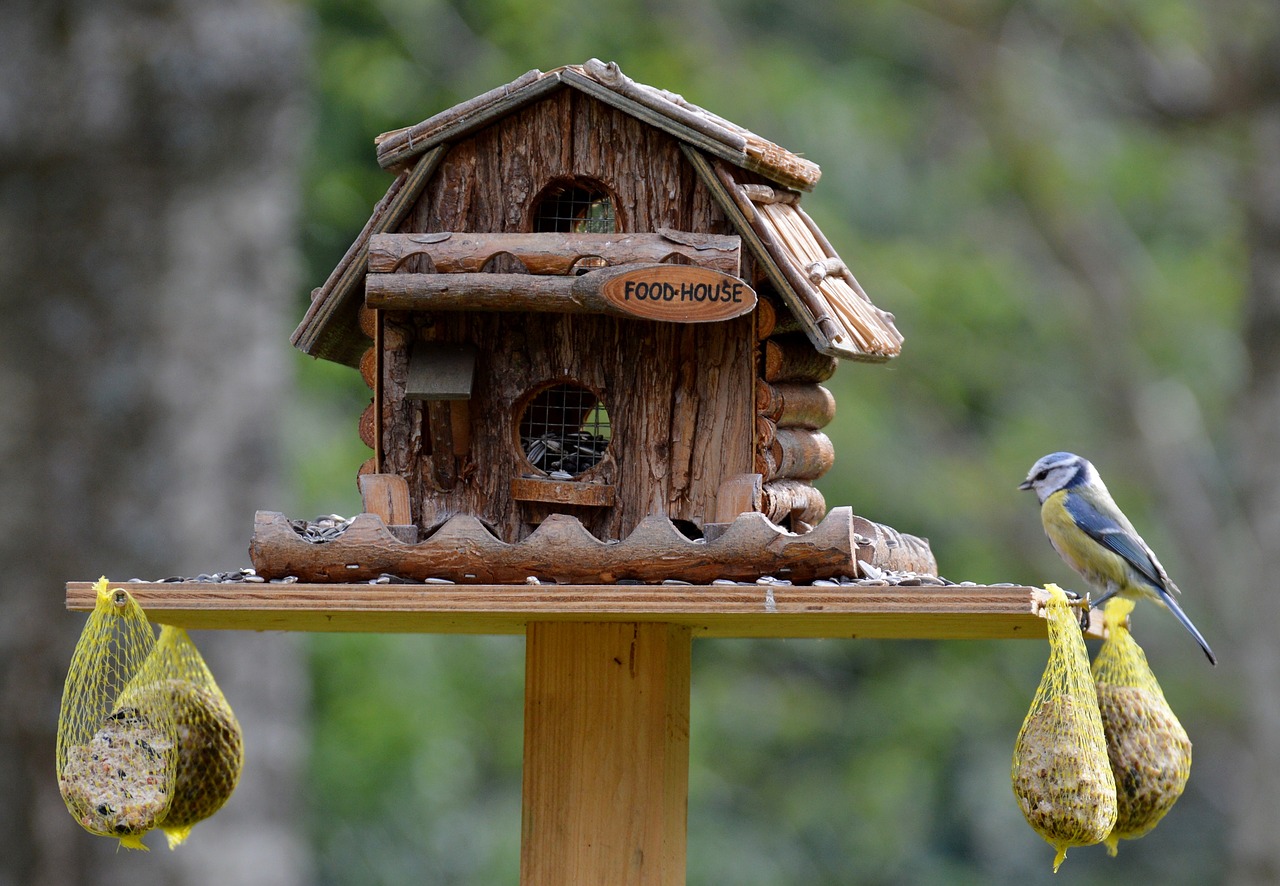 Aviary,  Maistas,  Paukštis,  Paukščių Sėkla,  Šunys,  Riebaliniai Rutuliai,  Maitinimo Vieta,  Mediena,  Gamta,  Maitintis