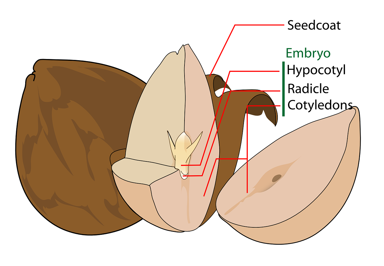 Avokadas, Mokslas, Biologija, Sėkla, Etiketė, Nemokama Vektorinė Grafika, Nemokamos Nuotraukos,  Nemokama Licenzija