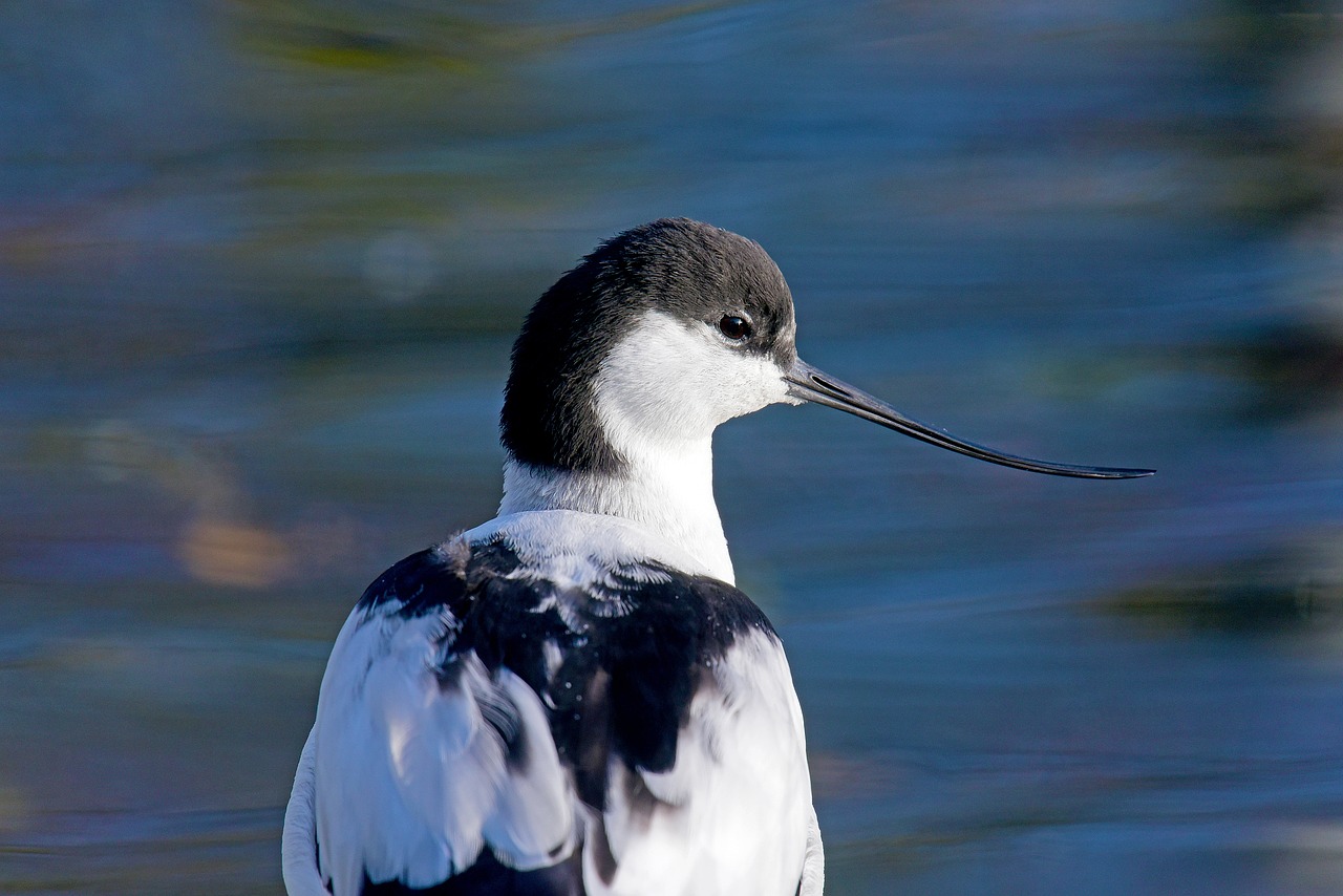 Avocet, Burlentės, Šiaurės Jūra, Paukščiai, Nemokamos Nuotraukos,  Nemokama Licenzija