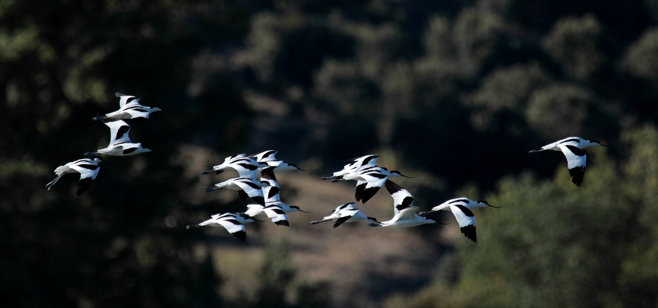 Avocets, Flock, Paukščiai, Paukščiai, Gamta, Vanduo, Laukinė Gamta, Wader, Balta, Juoda