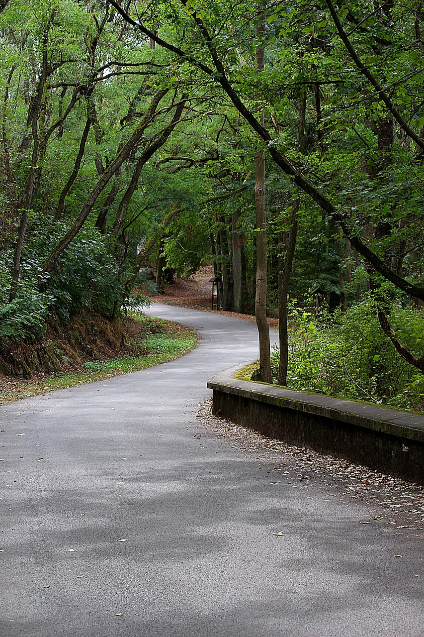 Toli, Miškas, Žygiai, Žalias, Takas, Miško Takas, Promenada, Gyvatė, Alėja, Nemokamos Nuotraukos