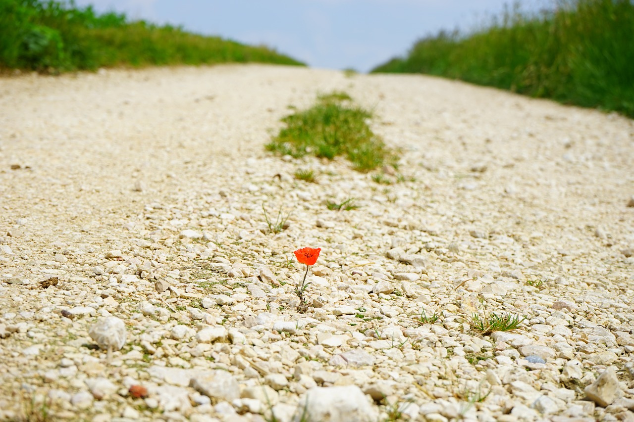 Toli, Kelias, Aguona, Gėlė, Žiedas, Žydėti, Atskirai, Vienas, Žvyro Kelias, Klatschmohn