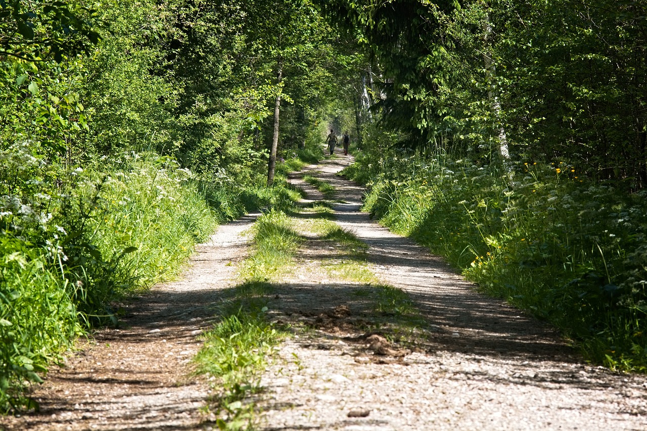 Toli, Miško Takas, Gamta, Takas, Žygiai, Laisvalaikis, Žalias, Nuotaika, Šventė, Idilija