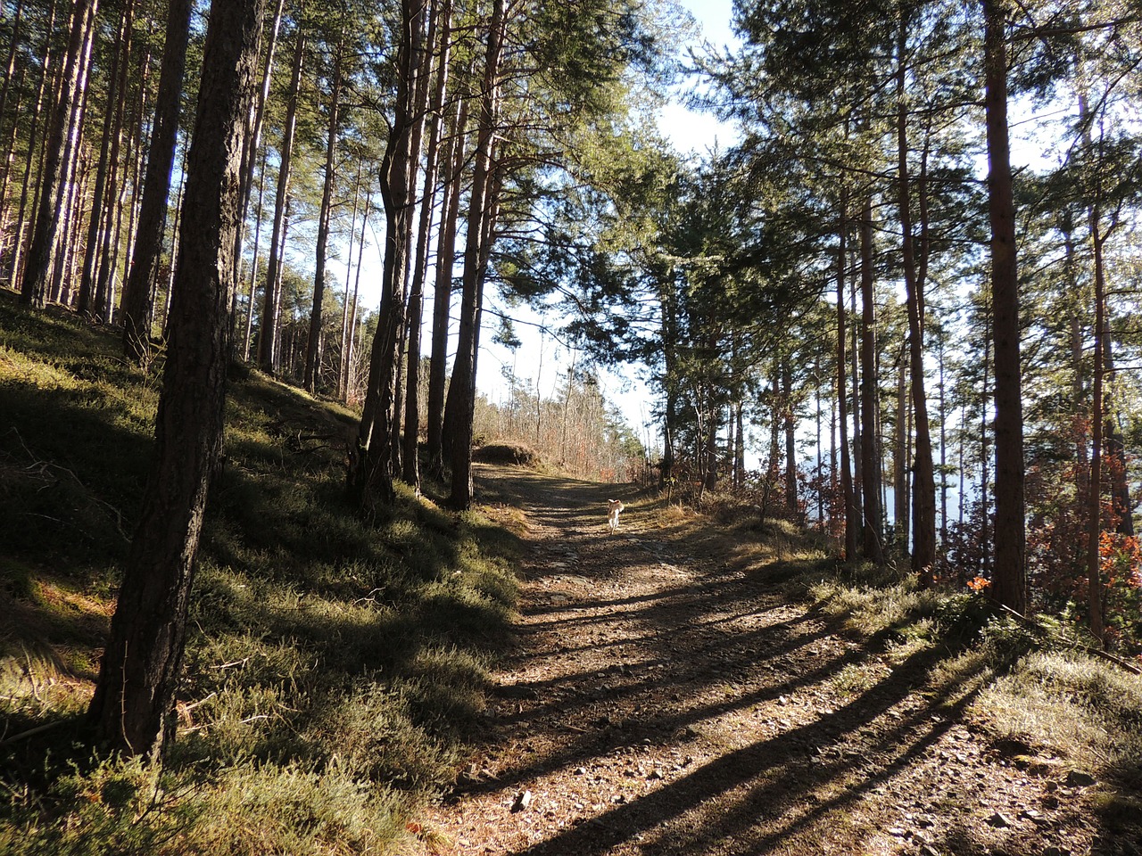 Toli, Miškas, Medžiai, Pavasaris, Vaikščioti, Kraštovaizdis, Gamta, Nemokamos Nuotraukos,  Nemokama Licenzija