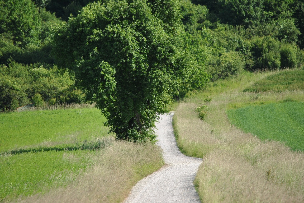 Toli, Gamta, Juostos, Medis, Kraštovaizdis, Vasara, Pieva, Vaikščioti, Žalias, Augalas