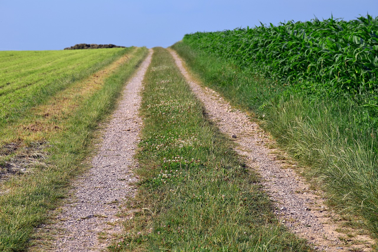 Toli,  Lane,  Žemdirbystė,  Kukurūzų,  Horizontas,  Nukreipti,  Takas,  Žalias,  Kraštovaizdžio Būdas,  Žygiai